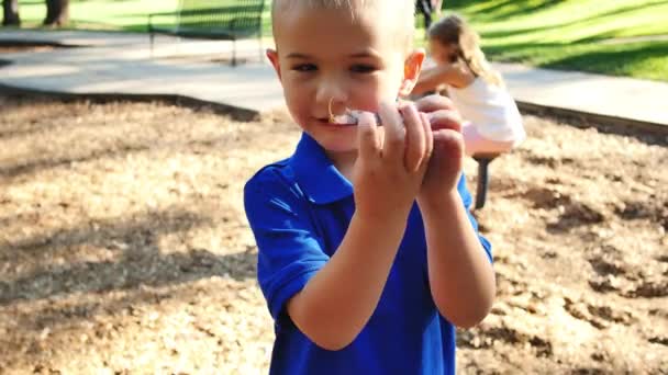 Little Boy Bright Blue Shirt Examines Tree Seed Falls Backward — Vídeo de Stock