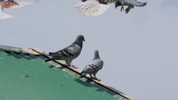 Racing Pigeons Take Land Roof Loft Slow Motion — Stock Video