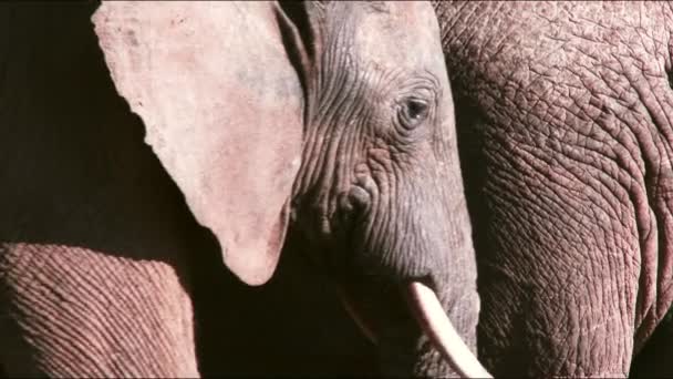 Close Two Adult African Elephants Showing Wrinkled Skin While Passing — Stok Video