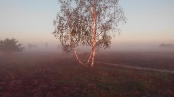 Panning Ground Level Aerial View Birch Tree Revealing Wider Early — Wideo stockowe