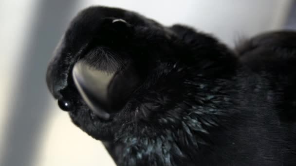 Striking Crow Stillness — ストック動画