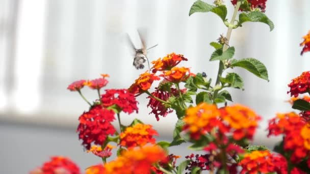 Slow Motion Hummingbird Moth Hovering Flowers While Feeding Nectar — Vídeos de Stock