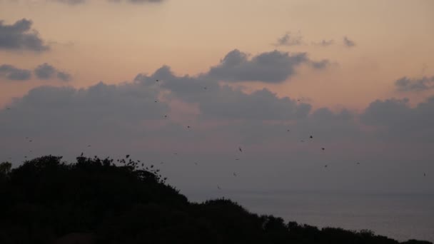 Eine Große Gruppe Von Krähen Fliegt Bei Sonnenuntergang Gemeinsam Aus — Stockvideo