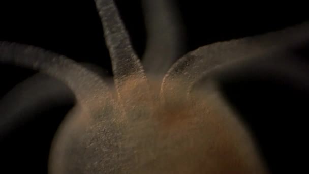 Микроскопические Кадры Гидры — стоковое видео
