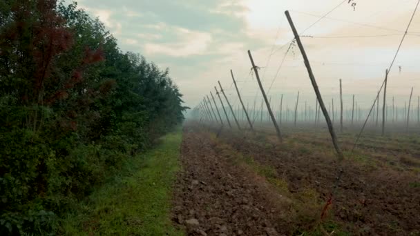 Slow Panning Drone Shot Hops Field Foggy Autum Morning Slovenian — Stock Video