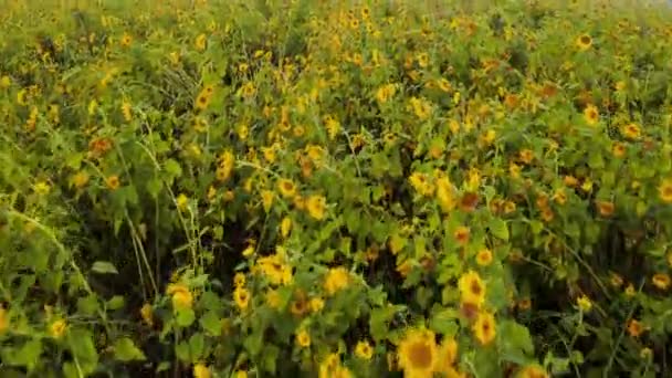 Aerial View Flying Closely Patch Sunflowers Damaged Heavy Winds Rain — Stok video