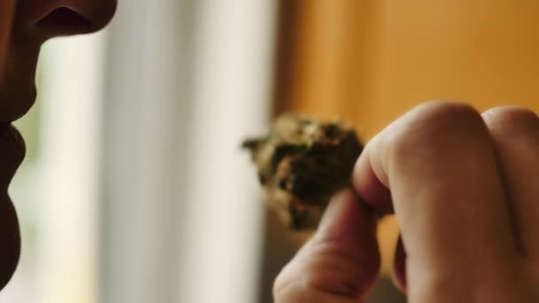 有人在厨房里闻到并检查大的大麻芽 — 图库视频影像