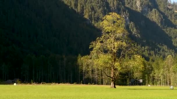 在秋天的草甸榆树 Logarska 斯洛文尼亚 山在背景 — 图库视频影像