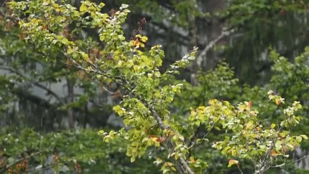 Beech Tree Branch Leaves Rain Foliage Autumn Colors — Stockvideo