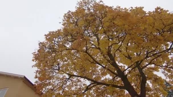 Looking Tree Top Yellow Leafs Middle October — Vídeos de Stock