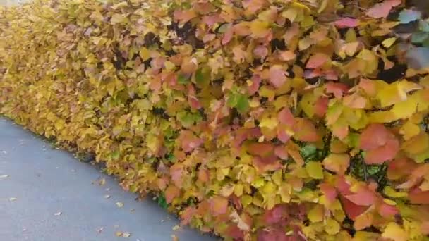 Herbst Zeitlupe Einer Schönen Gelben Hecke Spazieren — Stockvideo