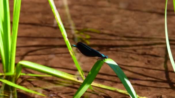 Beautiful Blue Male Demoiselle Holding Resting Blade Water Grass — Wideo stockowe