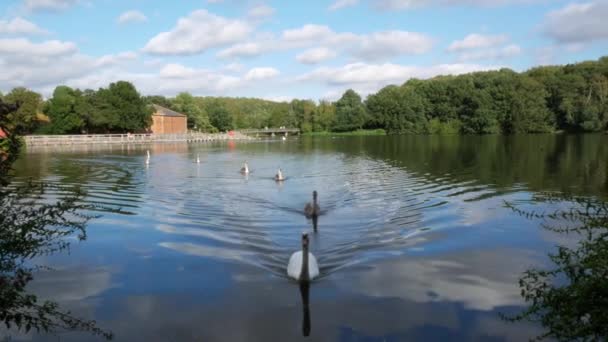 Swans Swimming Line Camera — Vídeos de Stock