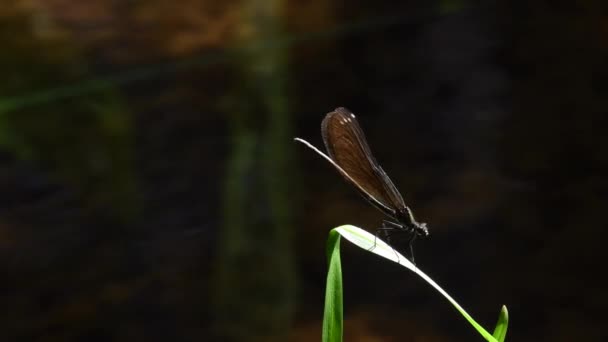 Female Demoiselle Catches Insect Lands Blade Grass Eat Spits Out — ストック動画