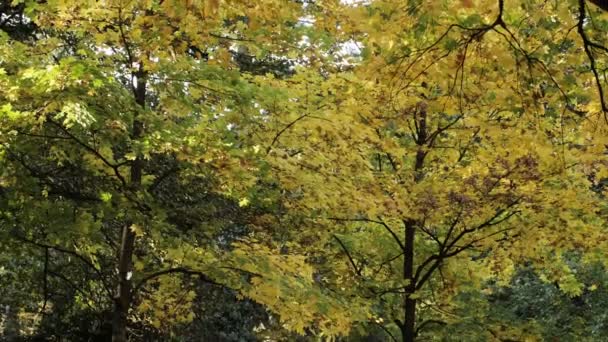 Slow Motion Shot Autumn Leaves Falling — Stockvideo