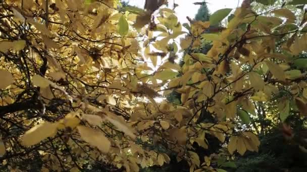 Slow Motion Shot Autumn Leaves Falling — Video