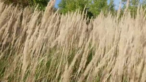 Pov Walk Long Swaying Grass — 비디오