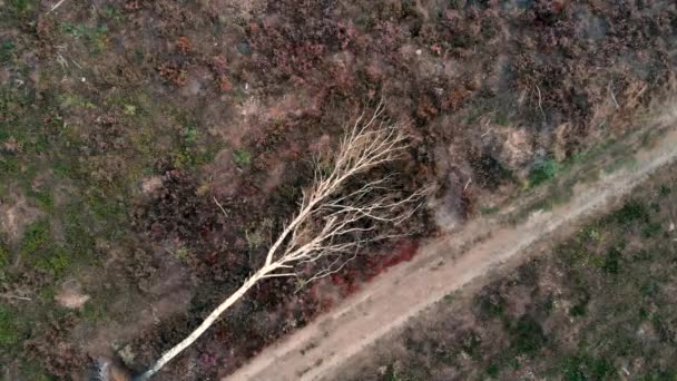 Closing Straight Fallen Dead Birch Tree Side Dirt Road Moorland — Stockvideo