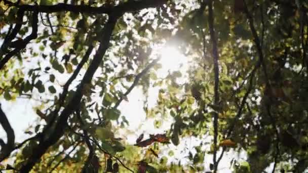 Slow Motion Shot Autumn Leaves Falling — Vídeo de Stock