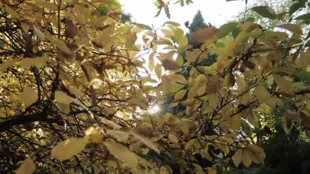 Slow Motion Shot Autumn Leaves Falling — ストック動画