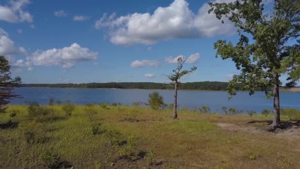 Маленьке Дерево Березі Озера — стокове відео