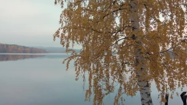 Révéler Beau Lac Calme Derrière Arbre — Video