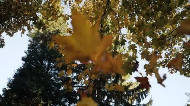 Slow Motion Shot Autumn Leaves Falling — Stockvideo