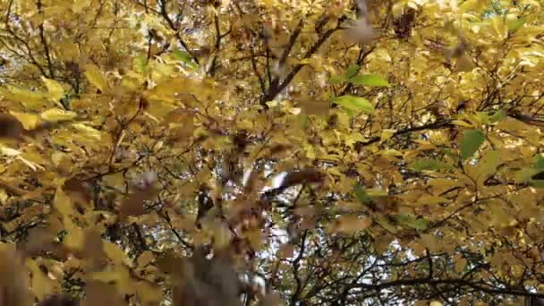 Повільний Рух Падіння Осіннього Листя — стокове відео