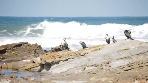 Birds Soaking Sun Grooming Themselves — Stock Video