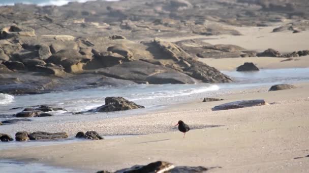 Африканская Черная Устрица Прогуливается Пляжному Песку — стоковое видео
