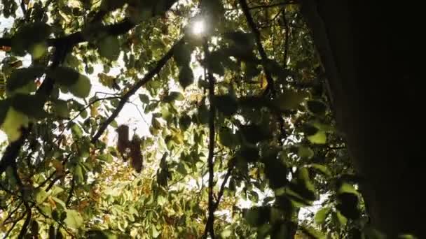 Slow Motion Shot Autumn Leaves Falling — Stockvideo