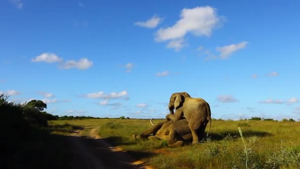 Young Bull Elephants Try Dominate Older Bull Elephant Loxodonta Africana — Stock Video