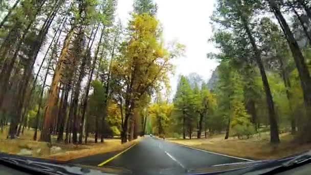 Einem Regnerischen Herbsttag Durch Den Wald Fahren — Stockvideo
