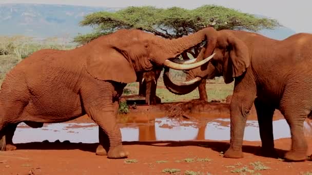 Small Group Elephants Loxodonta Africana Wrestle Dominance Small Waterhole Winter — Stock Video