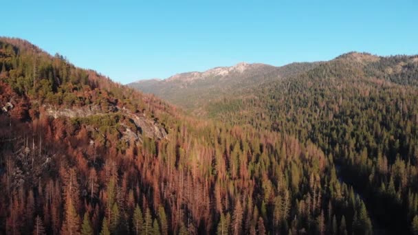 松树林和高山的空中景观 — 图库视频影像