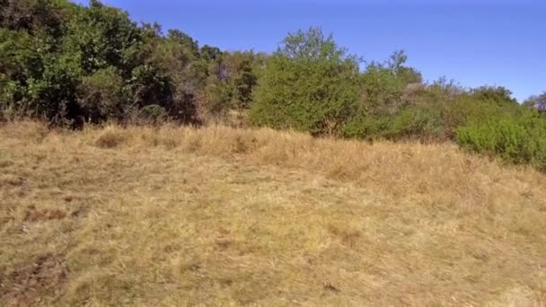 African Elephant Appearing Acacia Trees — Video