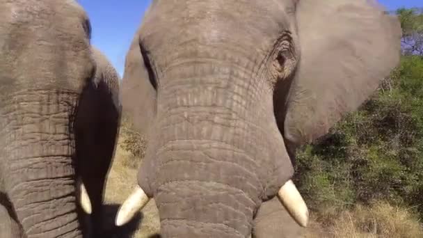 Extremely Close Footage Elephants Trunk Tusks Mouth While Eating — Vídeos de Stock