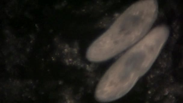 Microscopic View Uni Cellular Organism Paramecium — Stock Video