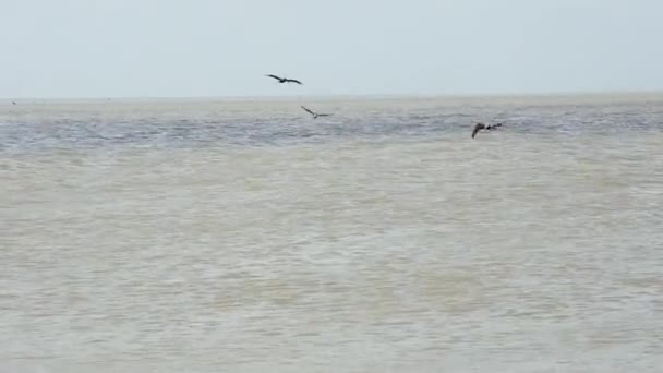 Два Пеликана Ныряют Воду Залива Галвестон — стоковое видео