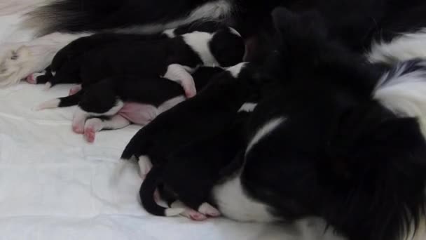 Border Collie Dog Cleaning Her Puppy — Stockvideo