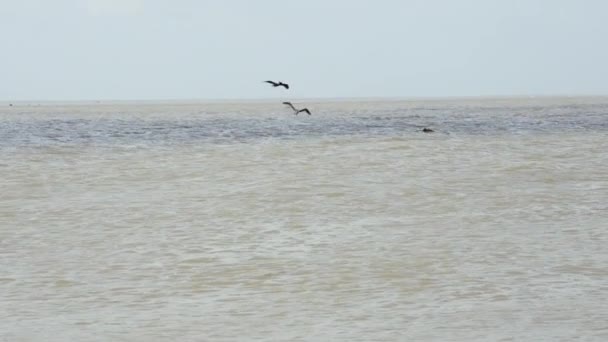 Two Pelicans Dive Slow Motion Water Galveston Bay — Stock video