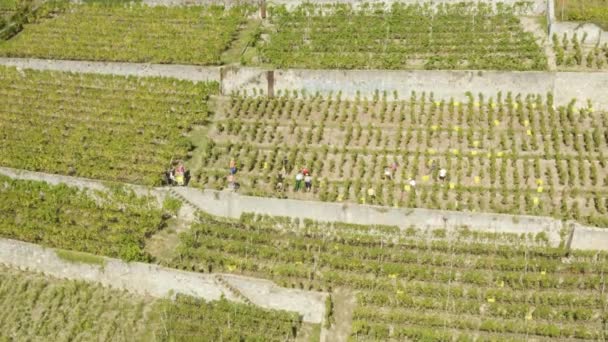 Aerial Orbiting People Harvesting Grapes Lavaux Vineyard Switzerland — Stock videók