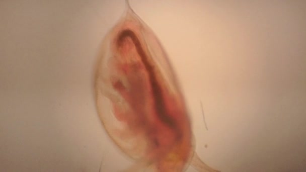 Microscopic View Daphnia Small Crustacean — Stockvideo