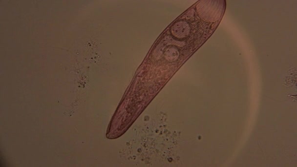 Microscopic View Single Celled Organism Blepharisma — Stock Video
