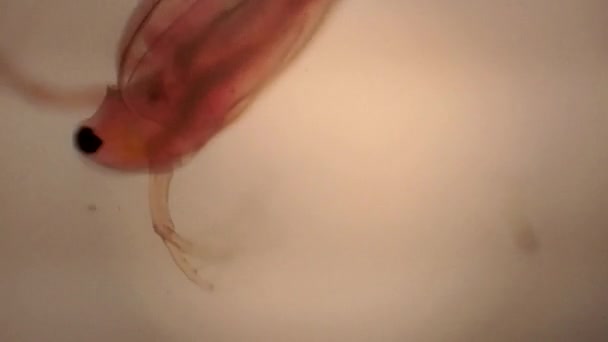 Microscopic View Daphnia Small Crustacean — Stockvideo