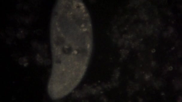 Microscopic View Uni Cellular Organism Paramecium — Stock Video