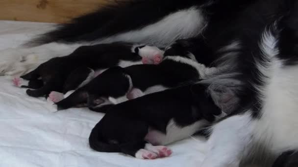 Few Days Old Puppies Sleeping Close Mother — Stok video