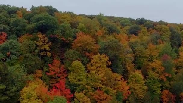 Beautiful Raising Aerial Shot Red Orange Trees Gatineau Park Autumn — Stock Video