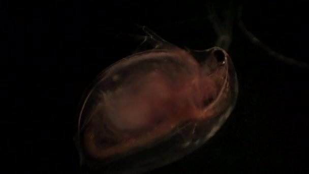 Микроскопический Вид Дафнию Водяную Блоху — стоковое видео