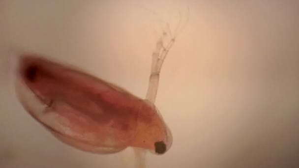 Microscopic View Daphnia Small Crustacean — Stockvideo